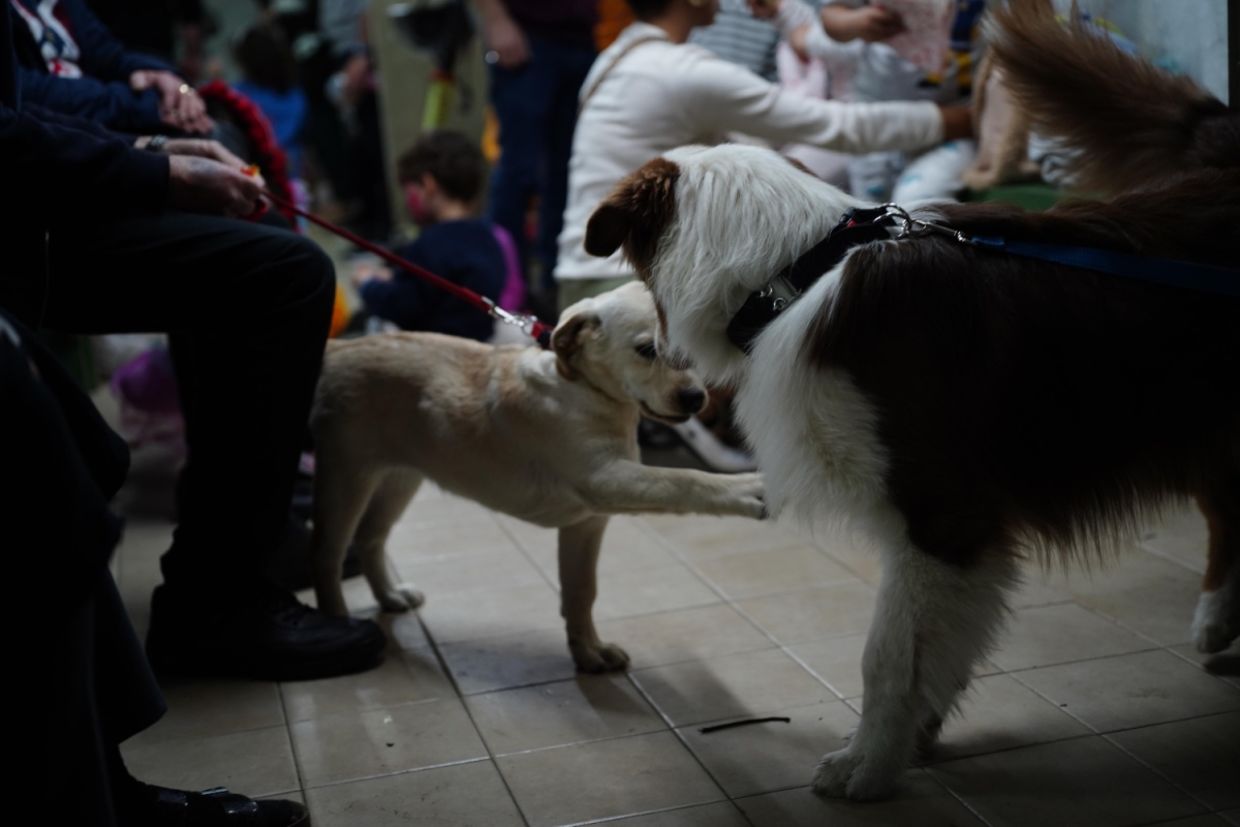 Two dogs play inside a shelter in central Israel as residents wait.