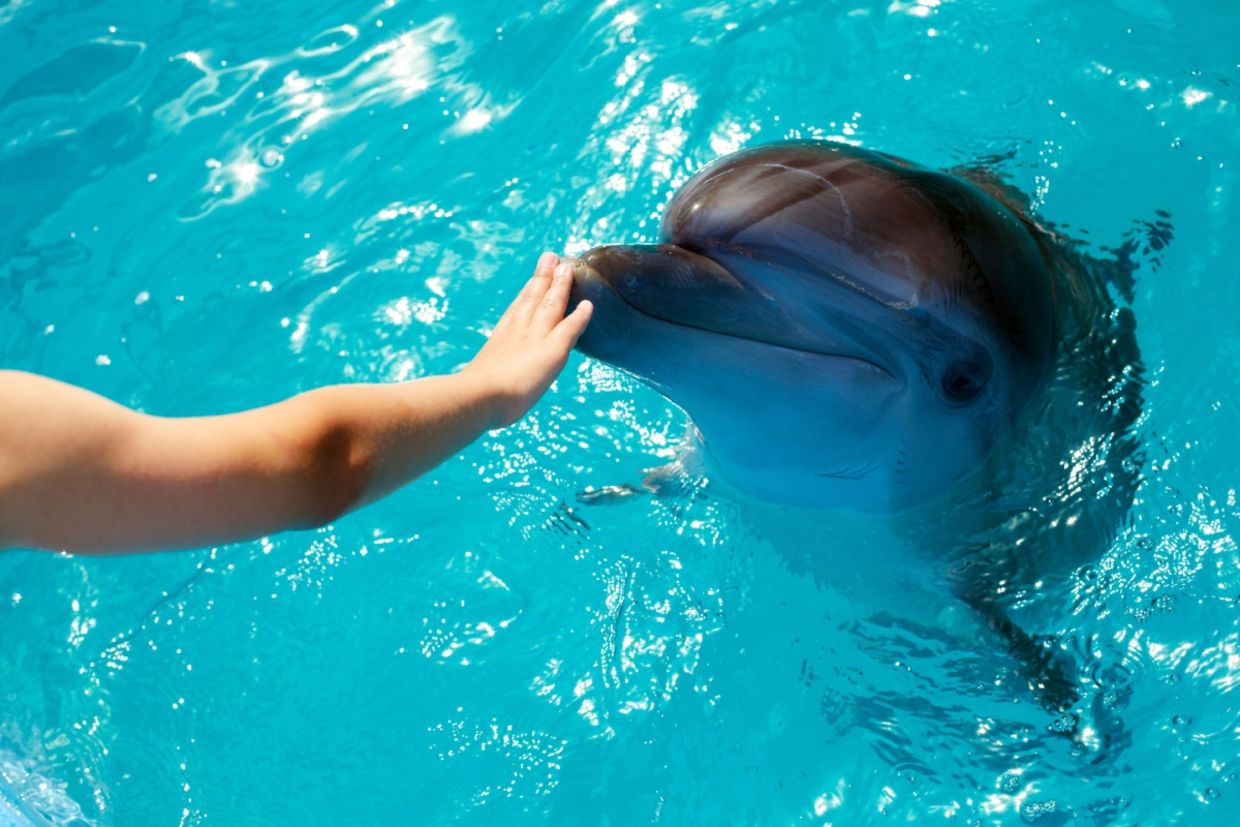 A person touches a dolphin.