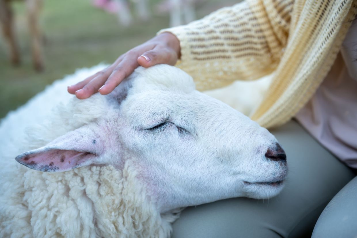 A person gently pets a calm sheep with its eyes closed.