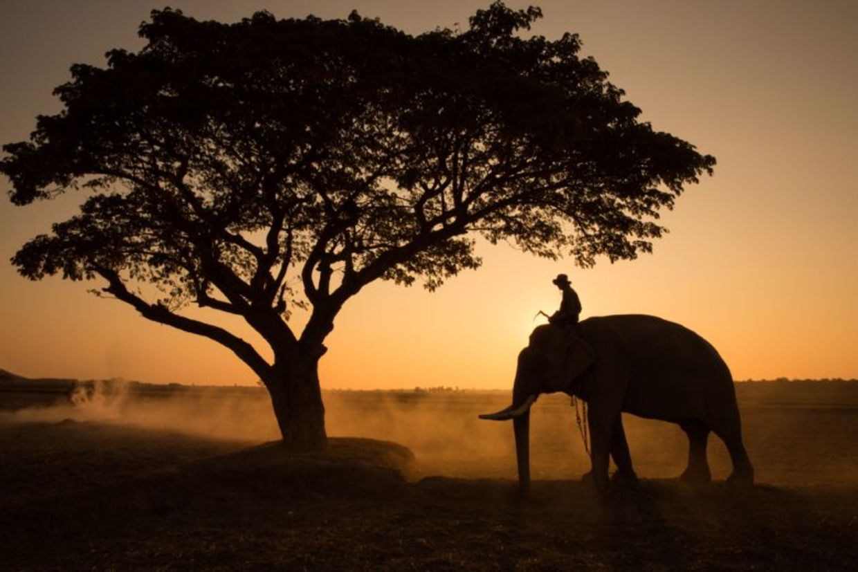 Silhouette of an Asian elephant against the sunset.
