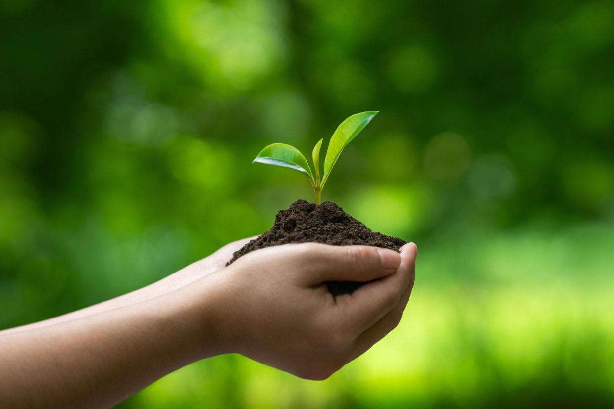 A person plants a tree.