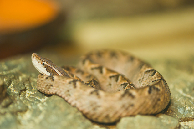 Malayan Malayan pit viper