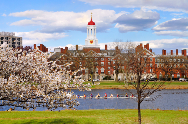 Harvard University campus with white bell tower building and red brick structures overlooking a river with rowers, surrounded by blooming white cherry blossom trees and green grass