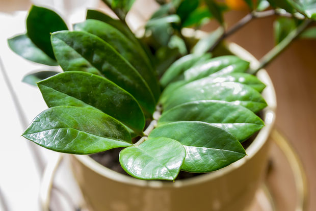 Plants