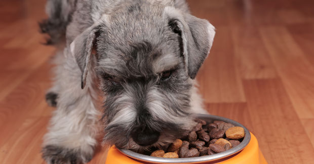 photo A gray miniature schnauzer eats dry kibble from an orange bowl on a hardwood floor.