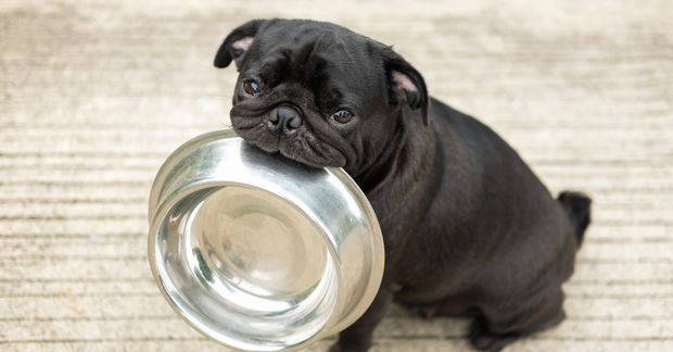 photo A black pug holds an empty stainless steel food bowl in its mouth, looking up with a pleading expression.