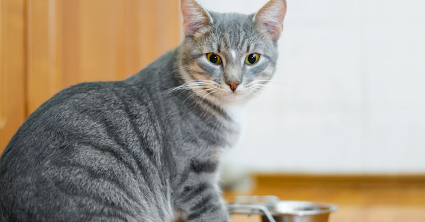 photo A gray tabby cat with yellow-green eyes sits beside a metal food bowl in a kitchen, looking at the camera.