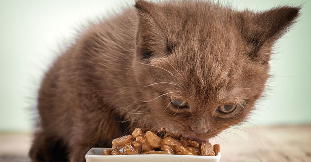 photo A small brown kitten eats wet food from a white dish, focused intently on its meal against a soft background.