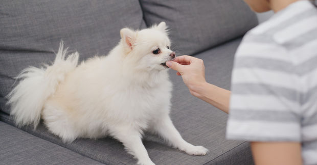 photo A fluffy white Pomeranian on a gray sofa takes a treat from its owner's hand.