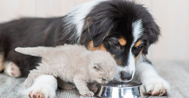 photo A tricolor Australian shepherd puppy and a small gray kitten eat together from the same metal bowl.