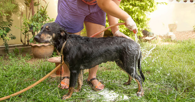 Washing a dog with a hose