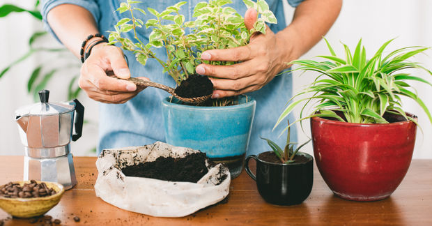 fertilizing plants using coffee