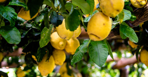 Lemons on a tree.