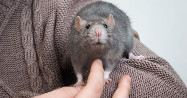 rats rats