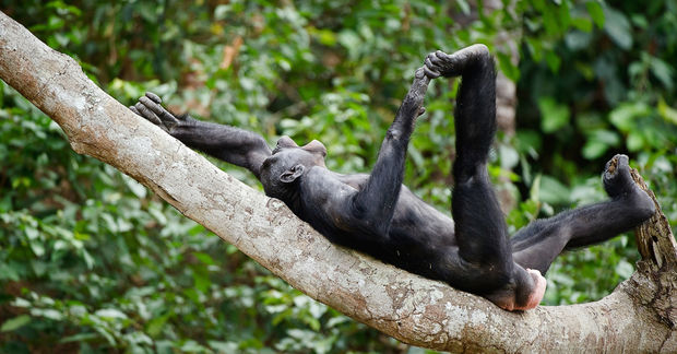 chimpanzees chimpanzees