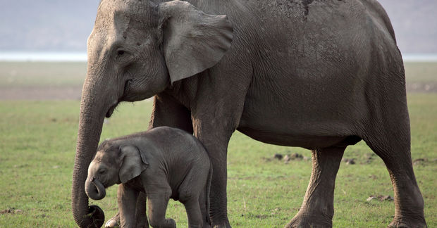 elephants elephants