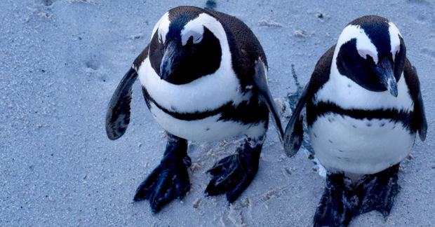 penguins penguins