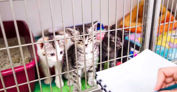 photo Three kittens peer through the bars of a shelter cage while a person holds paperwork nearby.