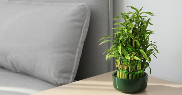 Bamboo