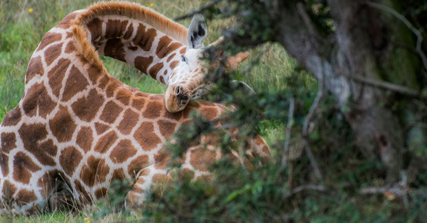 giraffe