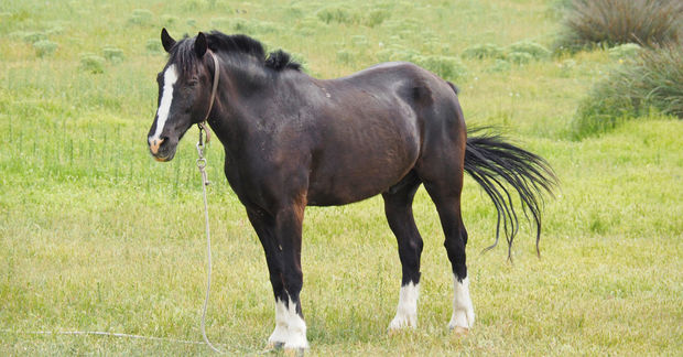 A horse