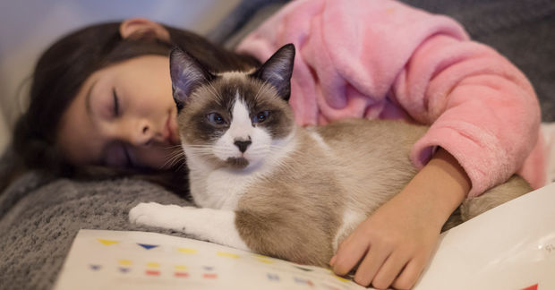 cat