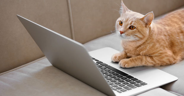 cat