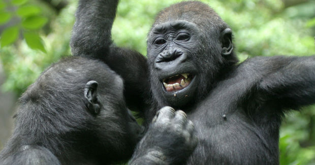 photo A Band of Gorillas