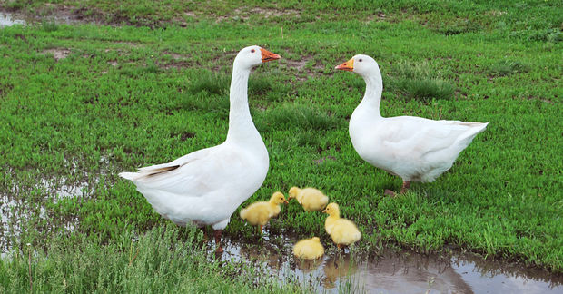 photo Gaggle of Geese