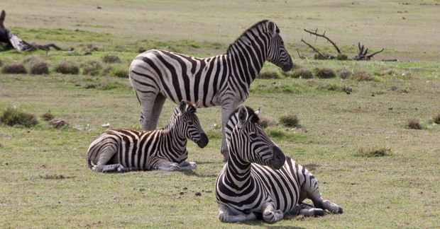 photo Zebras