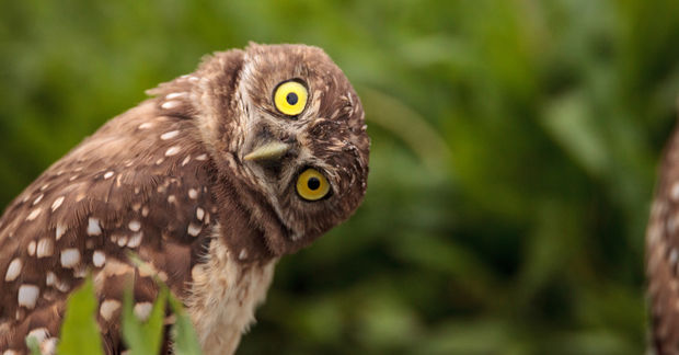 photo Owl