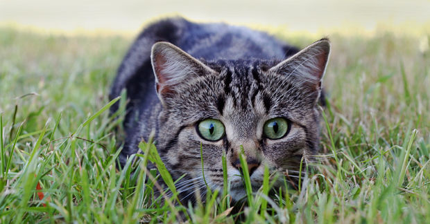 photo A grey cat
