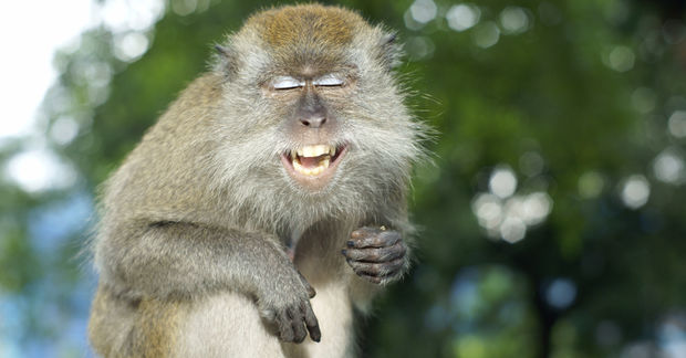 photo Monkey