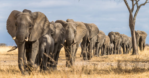 photo Elephants on marching in a colum