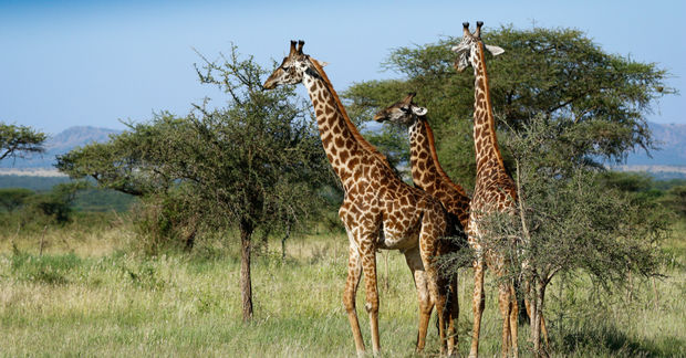photo Giraffes