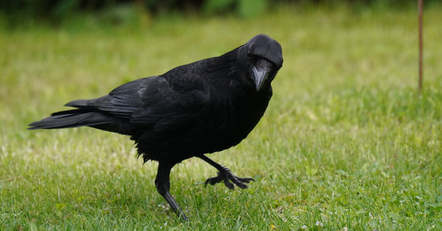 photo A Raven