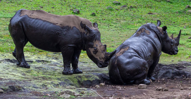 photo Rhinos coverd in mud