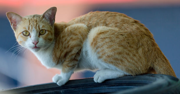 Cute Cute cat