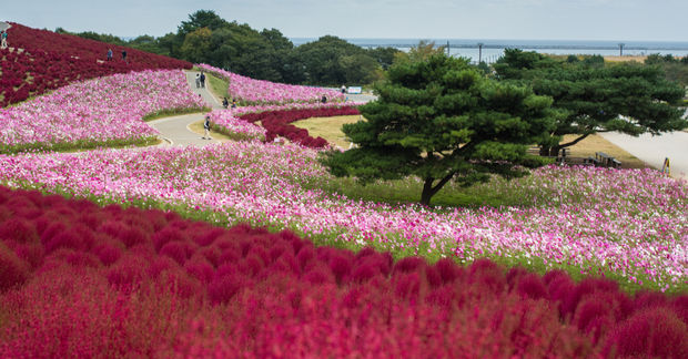photo Pink and red flower fields with winding paths, scattered trees, and coastal view in background creating colorful landscape.