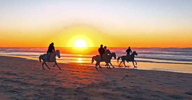 Horses Horses