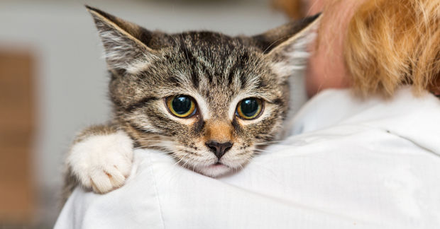 Kitten Kitten