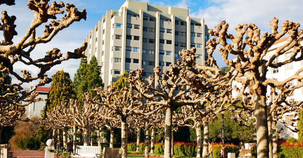 UC Modern apartment building visible behind gnarled Joshua trees with twisted branches in a desert landscape under blue sky