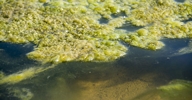 algae algae