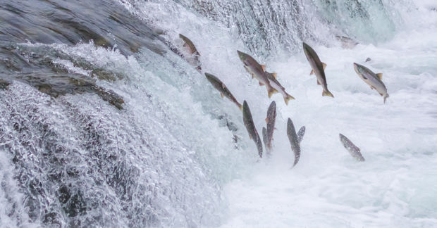 Salmon
