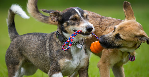 Dogs