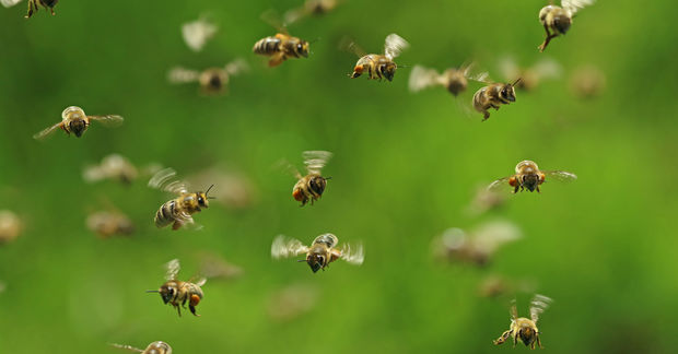 Bees