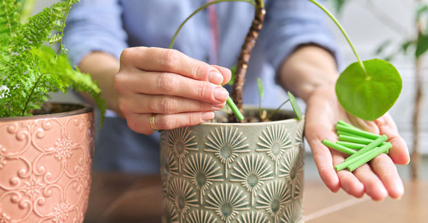 Plants