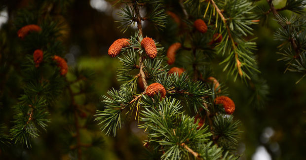 Cedarwood