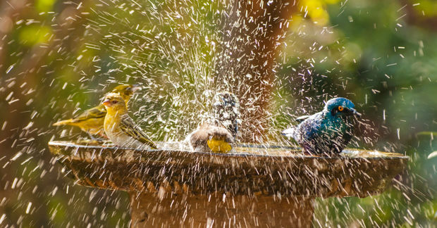 Birds