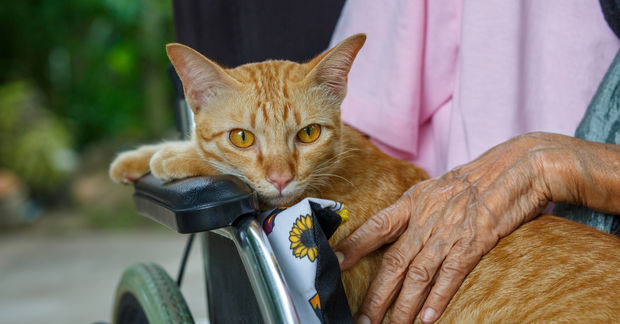 Pet